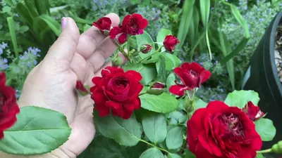 Фотография розы с красной шапочкой в формате webp в среднем размере.