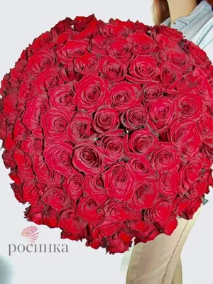 Изображение розы с красной шапочкой в формате webp в оригинальном разрешении.