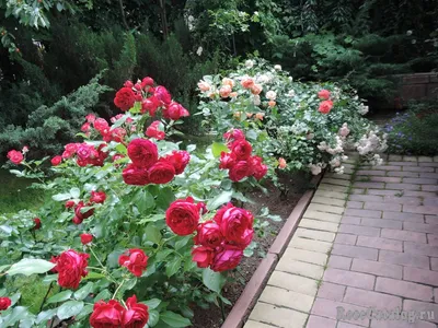 Фото красной шапочки на фоне розы в jpg в маленьком размере для загрузки.