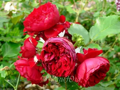 Фотография розы с красной шапочкой в png в стандартном размере для сохранения.