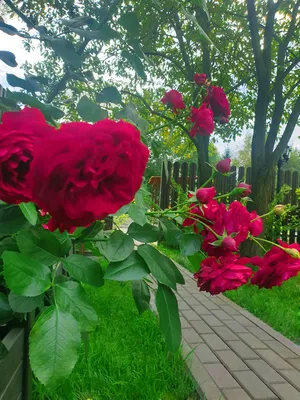 Картинка розы с красной шапочкой в формате webp в среднем размере для скачивания.