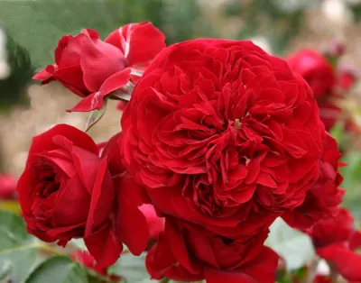 Картинка розы в стиле Красная шапочка в jpg.