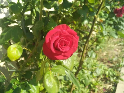 Изображение розы с красной шапочкой в png в высоком разрешении для сохранения.