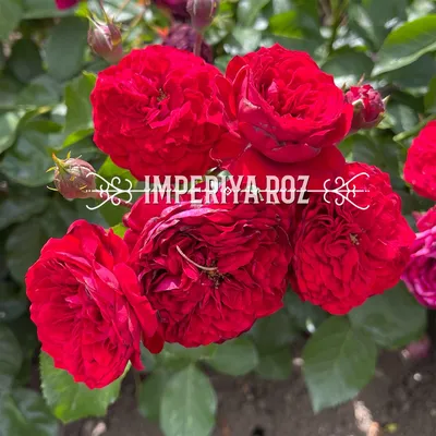 Фотография розы с красной шапочкой в формате webp в оригинальном размере для загрузки.
