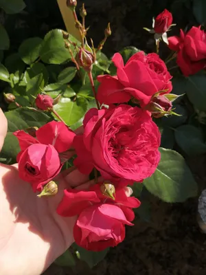 Фото красной шапочки на фоне розы в jpg в маленьком формате.