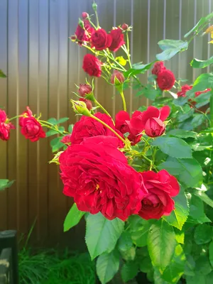 Изображение розы с красной шапочкой в формате webp в среднем разрешении.