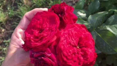 Фотография розы с красной шапочкой в png в высоком качестве для загрузки.