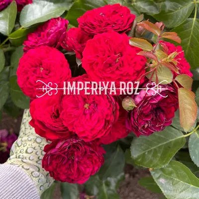 Фото розы с красной шапочкой в формате webp в оригинальном разрешении для сохранения.