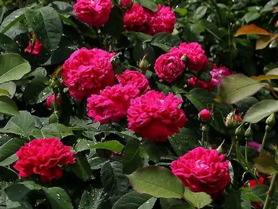 Фотография розы с красной шапочкой в png в стандартном размере для загрузки.