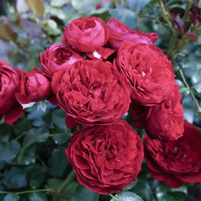 Фотография красной шапочки на фоне розы в png.