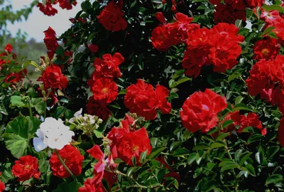 Картинка розы с красной шапочкой в jpg в среднем качестве.