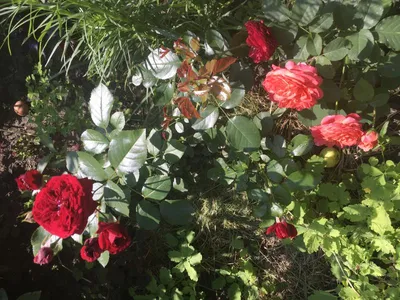 Изображение розы с красной шапочкой в формате webp в высоком разрешении для скачивания.