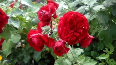 Картинка розы с красной шапочкой в формате webp в большем качестве.