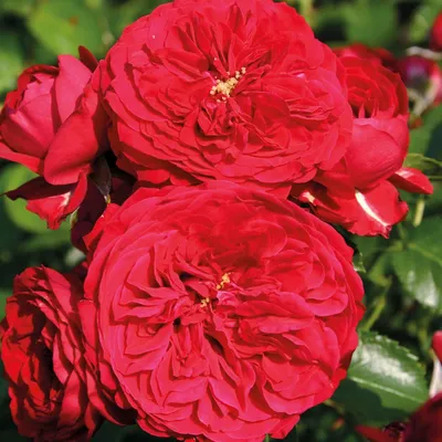 Изображение розы с красной шапочкой в формате webp.