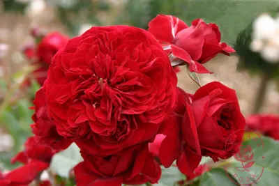 Фотография розы и красной шапочки в формате webp.