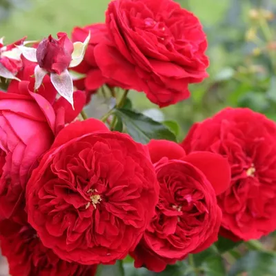 Фотка красной шапочки на фоне розы в jpg.