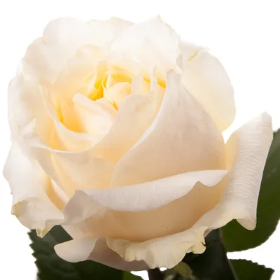 Вдохновляющая фотография кремовой розы для скачивания