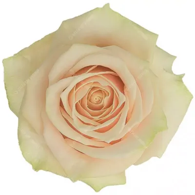 Удивительное фото кремовой розы в формате jpg