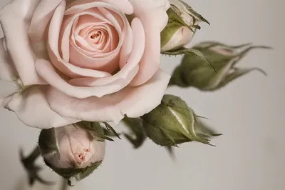 Превосходная картинка розы для скачивания