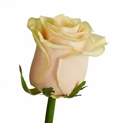 Кремовая роза в формате png – отличный выбор для дизайна