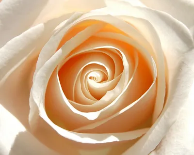 Великолепное изображение кремовой розы на вашем экране