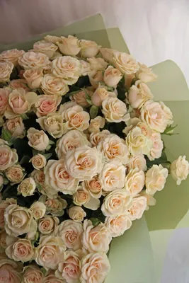 Фотография кремовой розы в формате webp – стильный вариант