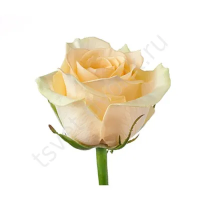 Изумительное фото кремовой розы для скачивания