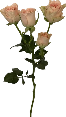 Фото кремовой розы добавит изысканности вашему проекту
