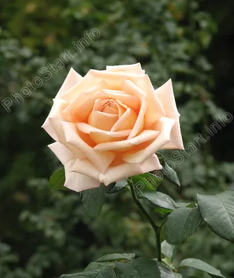 Кремовая роза в формате jpg – выбор любителей качественных фото
