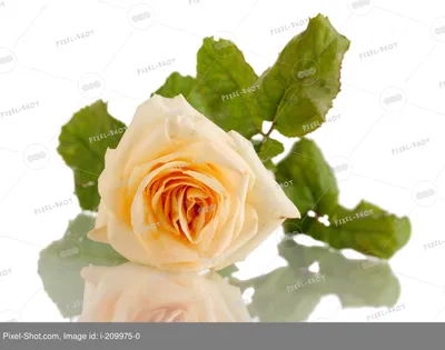 Удивительная картинка розы для скачивания