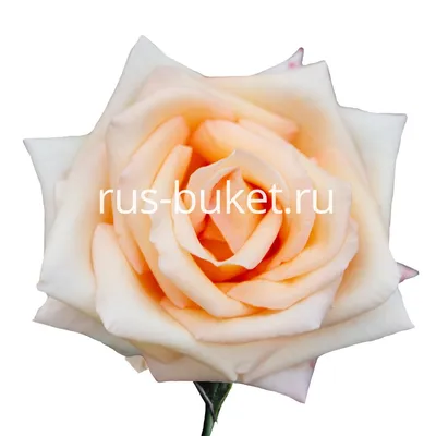 Уникальное изображение кремовой розы в формате png