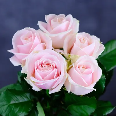 Красивая кремовая роза в формате jpg – лучший выбор для вас