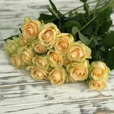 Фотография кремовой розы в формате png – привлекательный вариант
