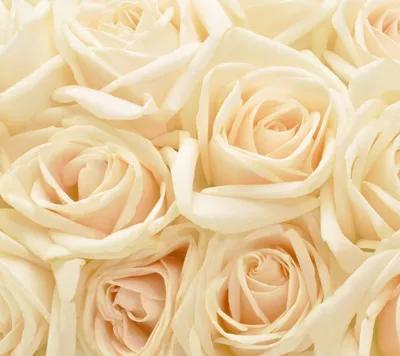 Превосходное изображение кремовой розы оставит впечатляющий след