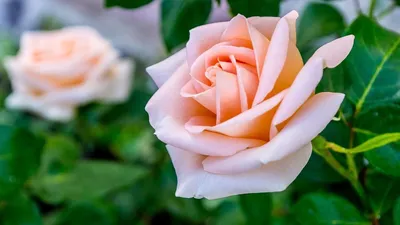 Фотка кремовой розы в формате webp – модный выбор