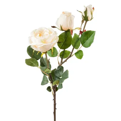 Восхитительное фото кремовой розы – идеальное дополнение вашего проекта