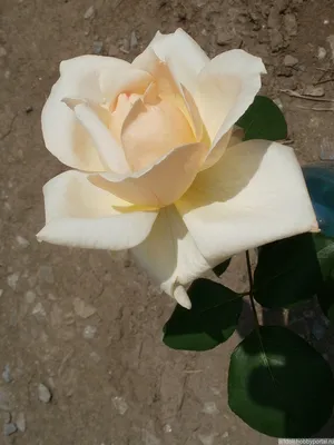 Фото, захватывающая кремовая роза в формате jpg