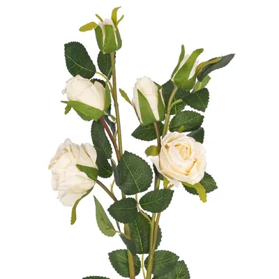 Уникальное изображение кремовой розы подарит вам вдохновение