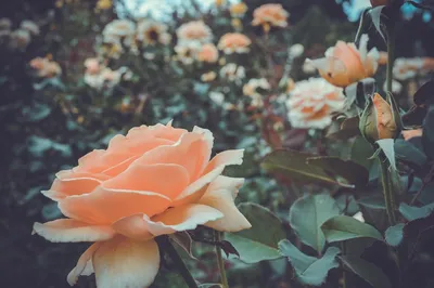 Фотка кремовой розы – выдающийся элемент в любом проекте