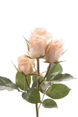 Прекрасная кремовая роза – фотография высокого качества