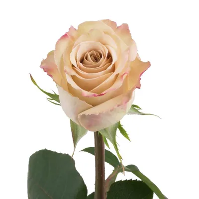 Кремовая роза в формате jpg – идеальный выбор для фото