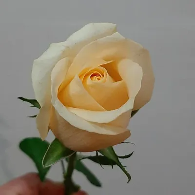 Изображение розы сногсшибательной красоты