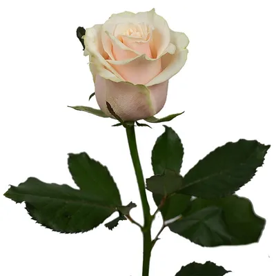 Фото кремовой розы в формате png – элегантный выбор
