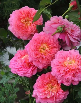 Роза кристофер марлоу - фото в формате jpg, размер 800x600