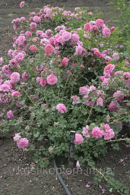 Изображение розы кристофер марлоу для скачивания в webp