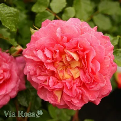 Роза кристофер марлоу на фото - формат png, размер 800x600