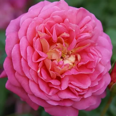 Фотография розы кристофер марлоу в формате jpg