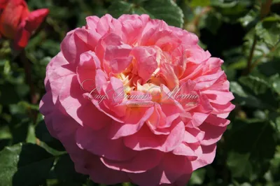 Фотка розы кристофер марлоу - скачать в webp