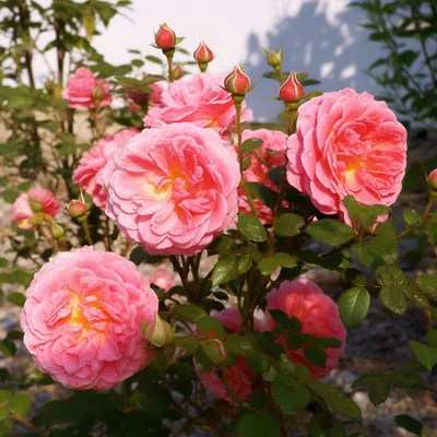 Изображение розы кристофер марлоу - формат png, размер 1280x720