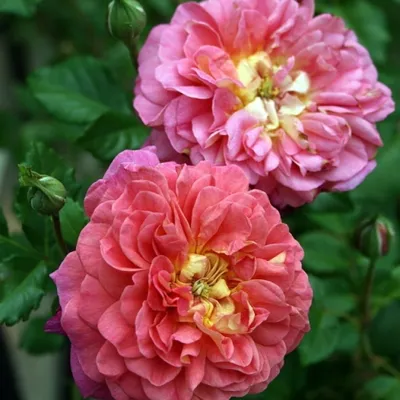 Фото кристофер марлоу - роза в формате webp